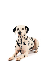 Dalmatian dog 