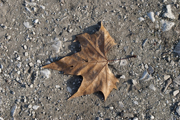 Background of autumn leaves