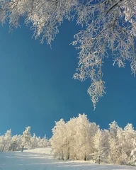 Foto op Aluminium Winter colors with a blue sky and white trees © Ayrat A.