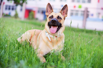 Belgian Shepherd dog Malinois lying outdoors in the park at summer time