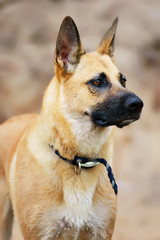 Portrait of a wet Belgian Shepherd dog Malinois