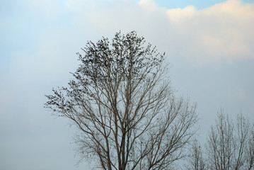 Birds storm on the tree