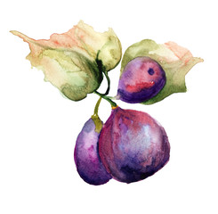 Stylized watercolor Figs illustration - 99199673
