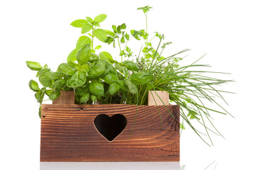 Herbs in wooden crate.