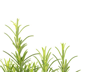 Branches of rosemary on a white background