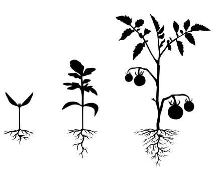 Set of silhouettes of tomato plants