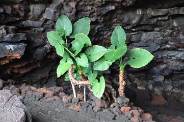 Palmen auf Lanzazrote