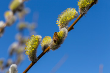 Fluffy soft willow buds