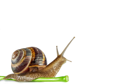 snail on white background