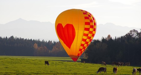 Obraz premium Heißluftballon auf Kuhweide