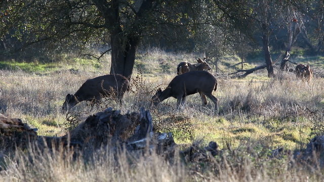 Deer Grazing Under Oak Trees Sacramento California
