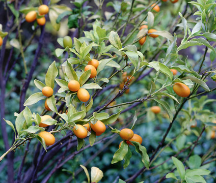 plant of kumquat