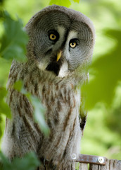 Gran buho gris