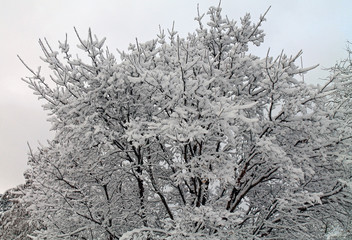 Deciduous Tree Covered in Snow