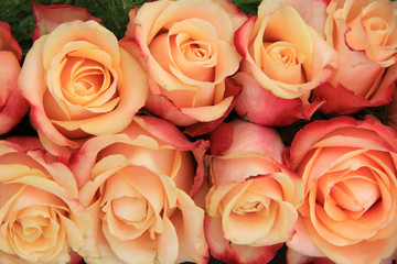 Multicolored wedding roses