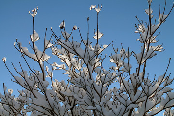 Sunlit Snow Covered Tree Branches Against a Blue Sky