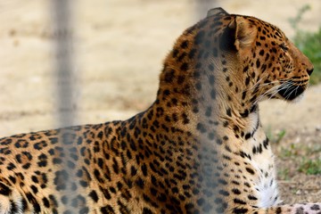 Leopard (Panthera pardus) in captivity in Sphinx pose. A captive big cat with a beautiful coat...