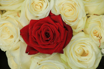 red and white roses