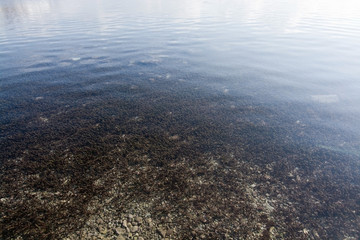 Sea bottom with poseidonis