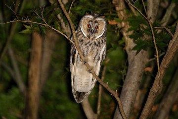 Eared Owl (asio otus)