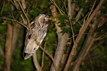 Eared Owl (asio otus)