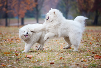 Young samoyed dogs playing in autumn park