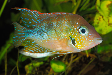 Mexikanischer Goldbuntbarsch (Thorichthys aureus)