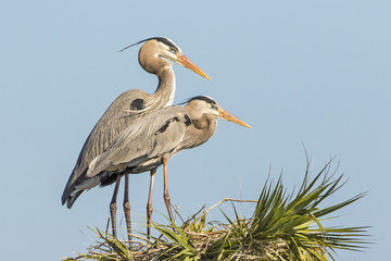 Pair of Great Blue Herons Perched on  Top of a Palm Tree