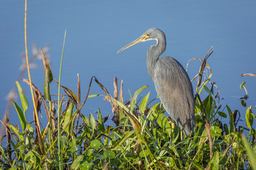 Tricolored Heron (Egretta tricolor) Stalking its Prey at the Edge of a Marsh - Viera Wetlands, Florida