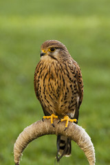 kestrel bird