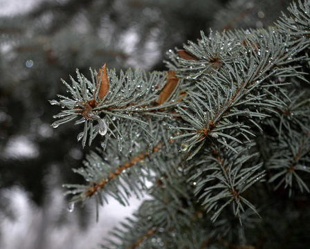 Деревья покрытые льдом после зимнего дождя