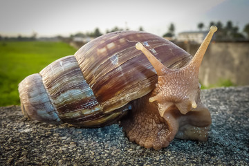 giant snail