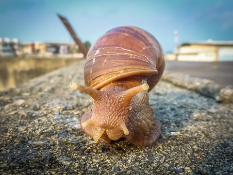 Giant Snail