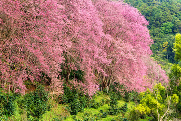 Beautiful pink cherry blossom in chiang mai , Thailand