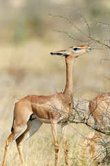 Gerenuk