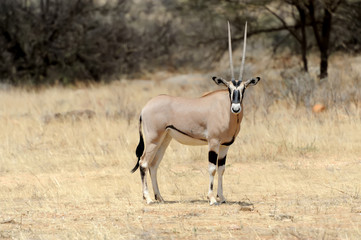 Gemsbok