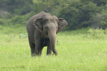 Obraz premium Elephants