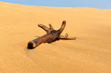 Branch is washed by waves on a tropical beach