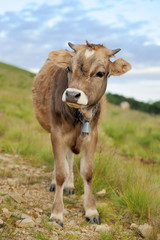 Naklejka na ściany i meble Cow on mountain pasture