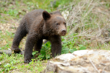 Obraz premium Brown bear cub
