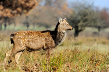 Whitetail Deer standing in autumn day