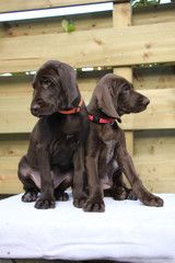 German Shorthaired Pointer Sisters