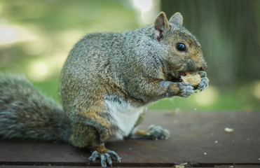 A hungry North American grey squirrel chows down on a peanut in a park.  Close up of park animals in Ottawa, Canada.
