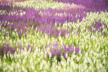 purple and white for get me not flower in the morning a singpark