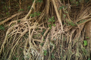 Roots of an Indian rubber tree (Ficus elastica), also called the Rubber fig, in Hong Kong, China.