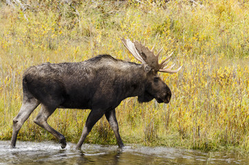 Shiras Moose - Alces alces - Grand Teton National Park - Wyoming