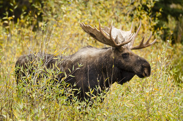 Shiras Moose - Alces alces - Grand Teton National Park - Wyoming