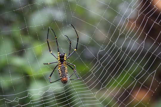 Close-up of a Golden silk orb-weaver spider (also known as giant wood spiders or banana spiders) (Nephila) on a wet spiderweb.