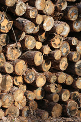 Woodpile of freshly cut lumber awaiting distribution