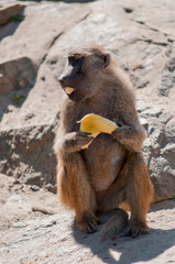 Monkey eating banana